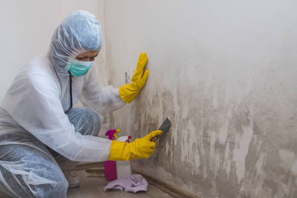 Best Mold Remediation  in La Conner, WA