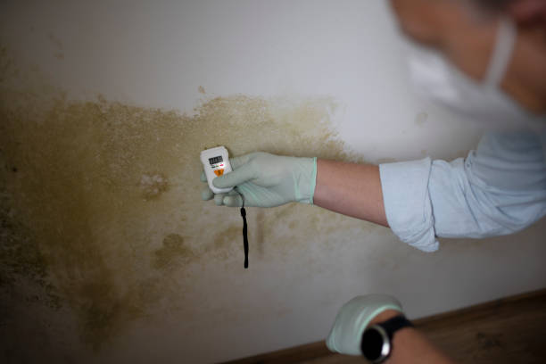 Best Commercial Mold Removal  in La Conner, WA
