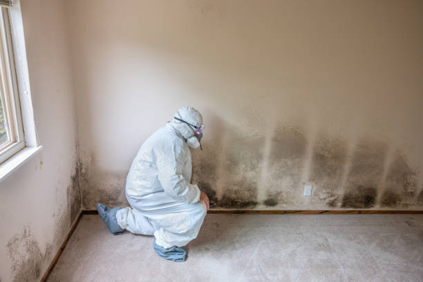 La Conner, WA Mold Removal Company