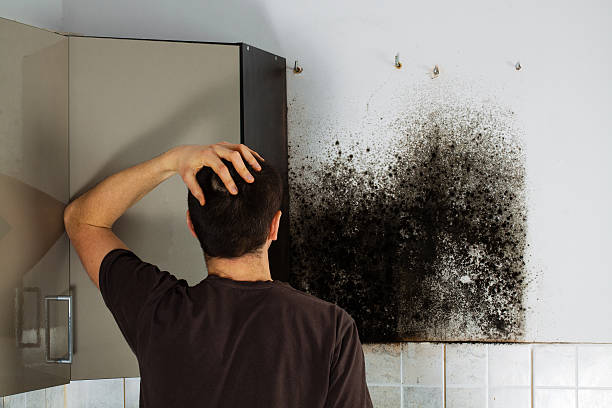 Best Best Mold Removal Companies  in La Conner, WA