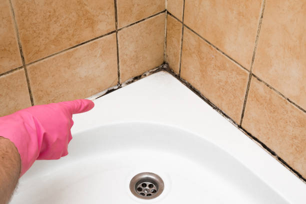 Office Mold Removal Services in La Conner, WA